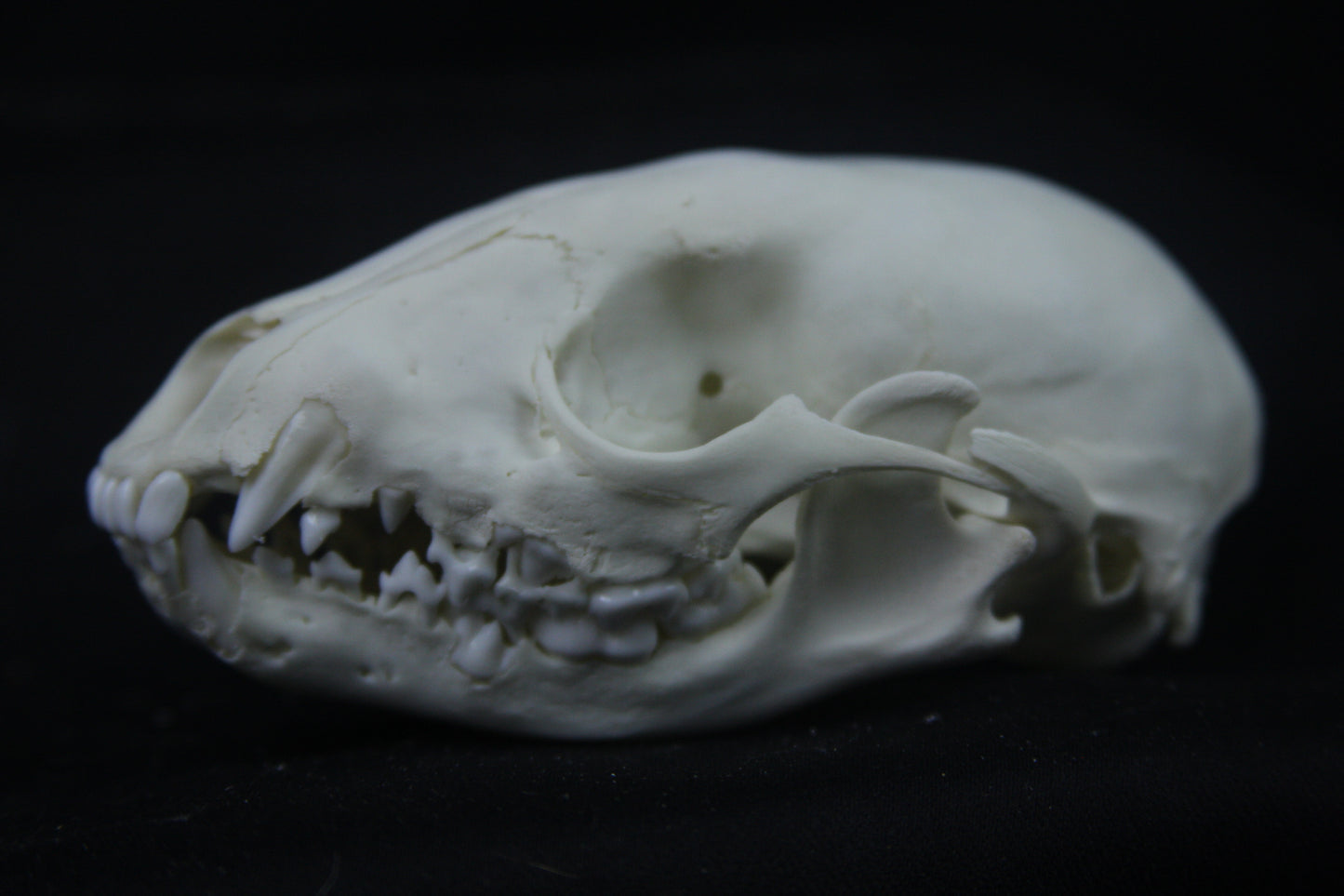 Disarticulated Juvenile Raccoon Skeleton