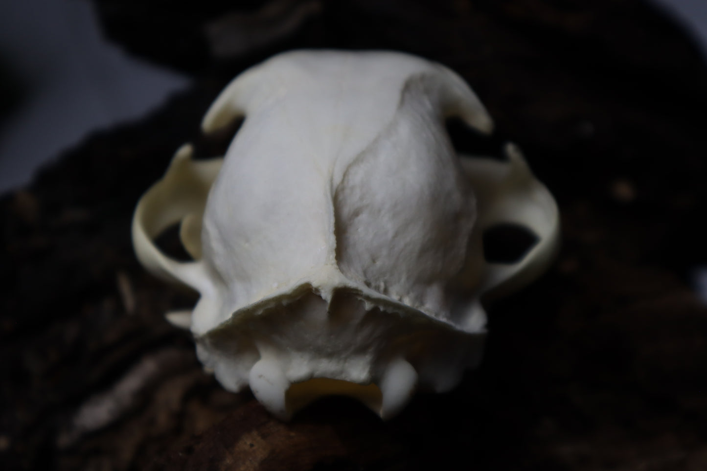 Bobcat Skull