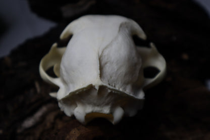 Bobcat Skull