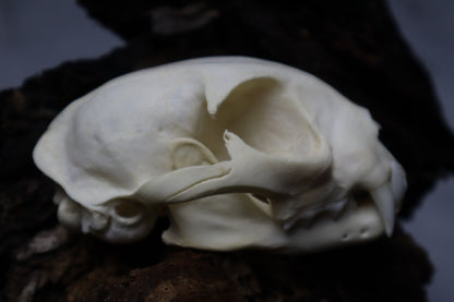 Bobcat Skull