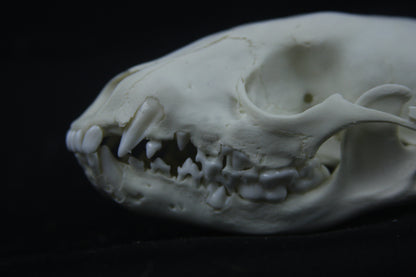 Disarticulated Juvenile Raccoon Skeleton
