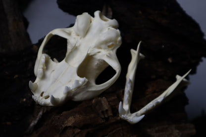 Bobcat Skull