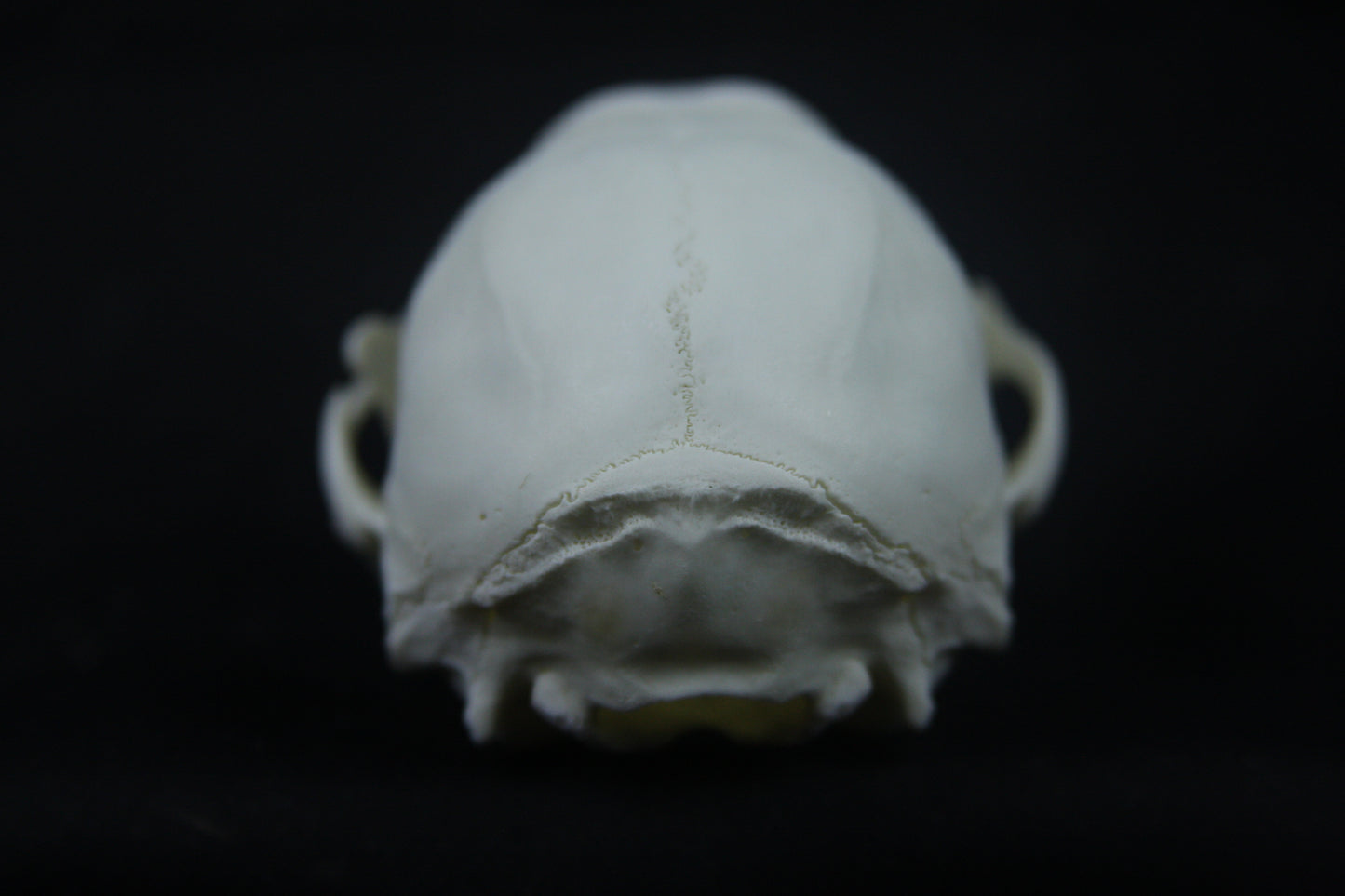 Disarticulated Juvenile Raccoon Skeleton