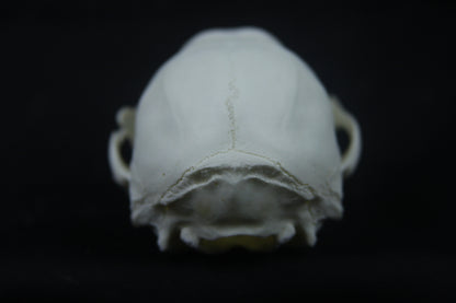 Disarticulated Juvenile Raccoon Skeleton