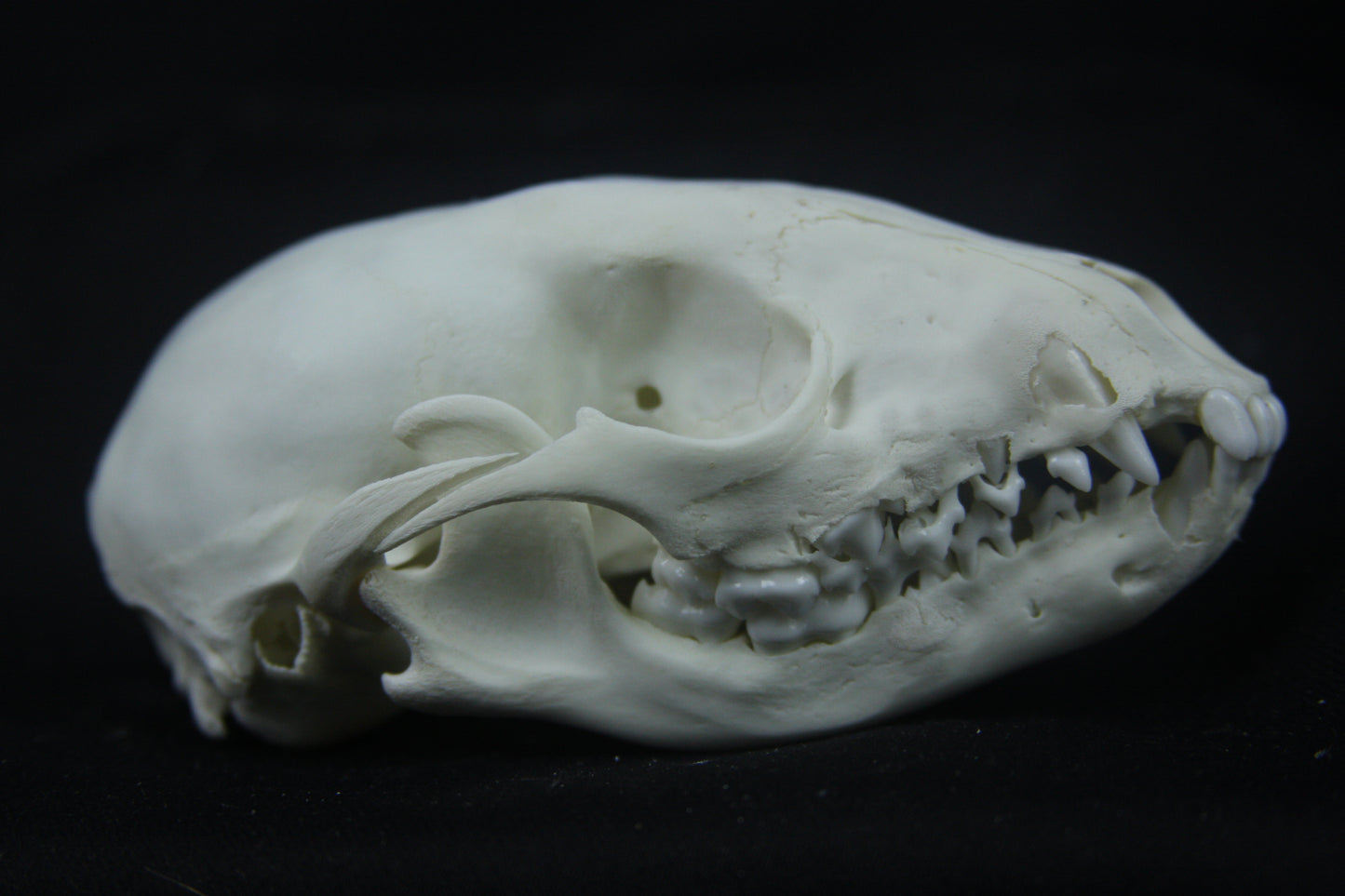 Disarticulated Juvenile Raccoon Skeleton