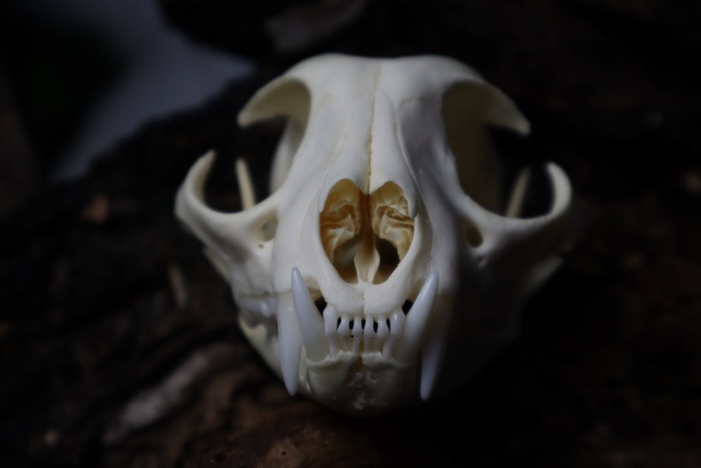 Bobcat Skull