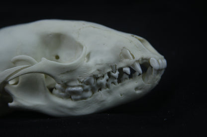 Disarticulated Juvenile Raccoon Skeleton