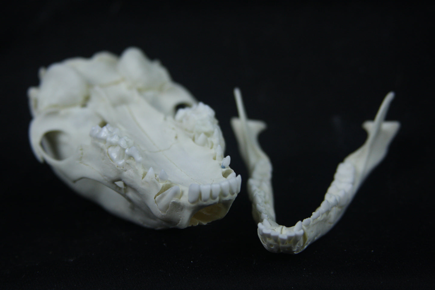 Disarticulated Juvenile Raccoon Skeleton