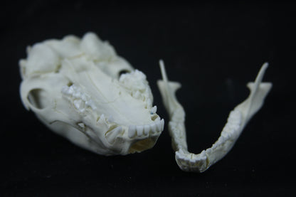 Disarticulated Juvenile Raccoon Skeleton