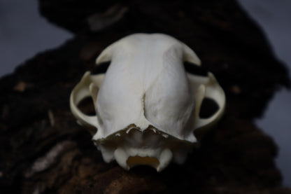 Bobcat Skull