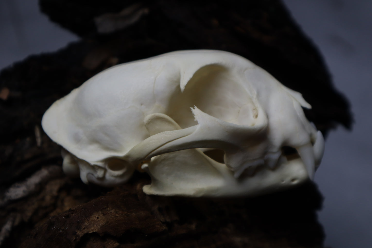 Bobcat Skull