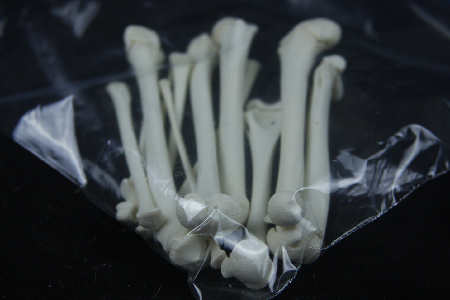 Disarticulated Juvenile Raccoon Skeleton