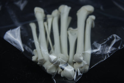 Disarticulated Juvenile Raccoon Skeleton