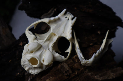 Bobcat Skull