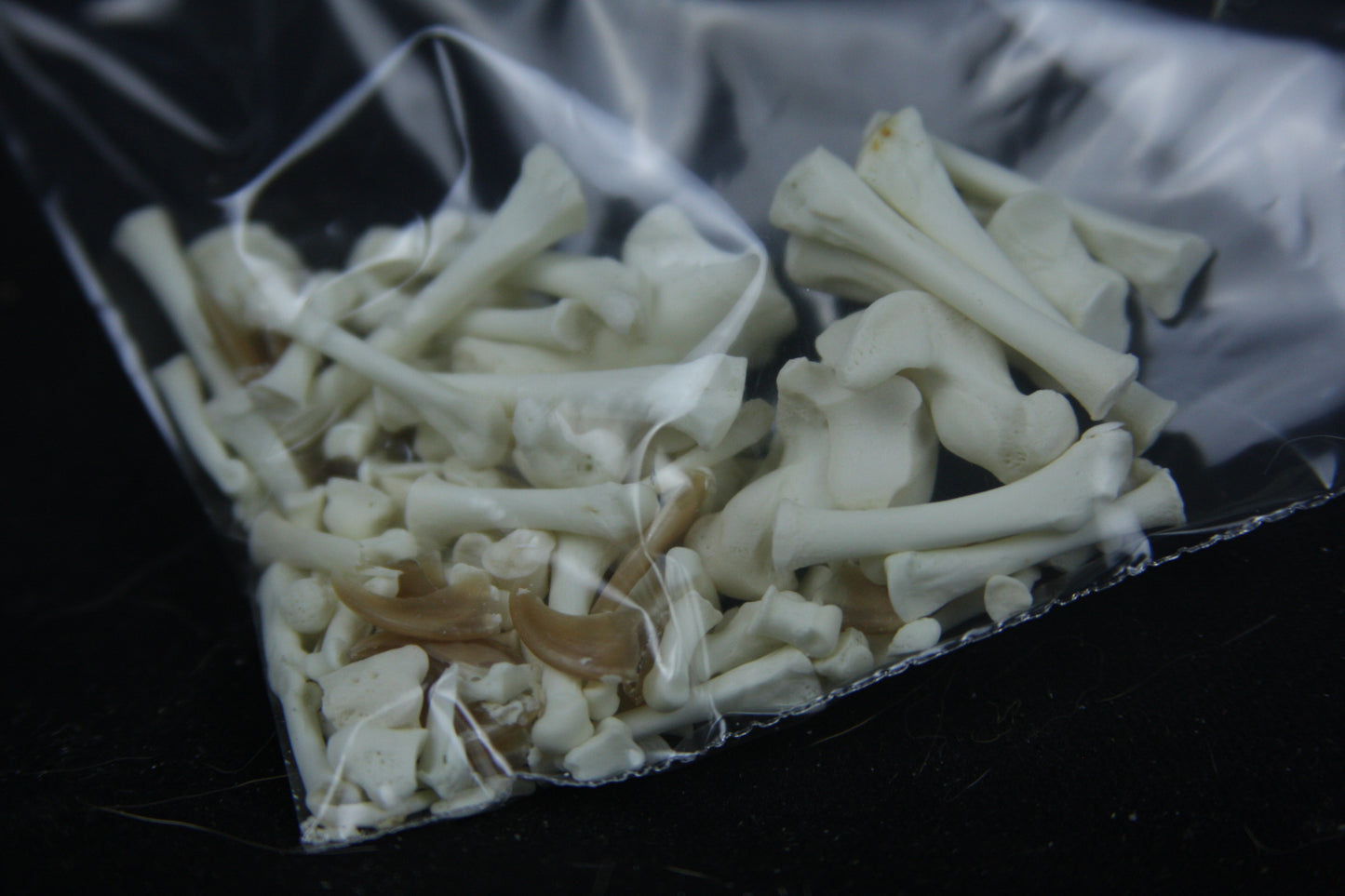 Disarticulated Juvenile Raccoon Skeleton
