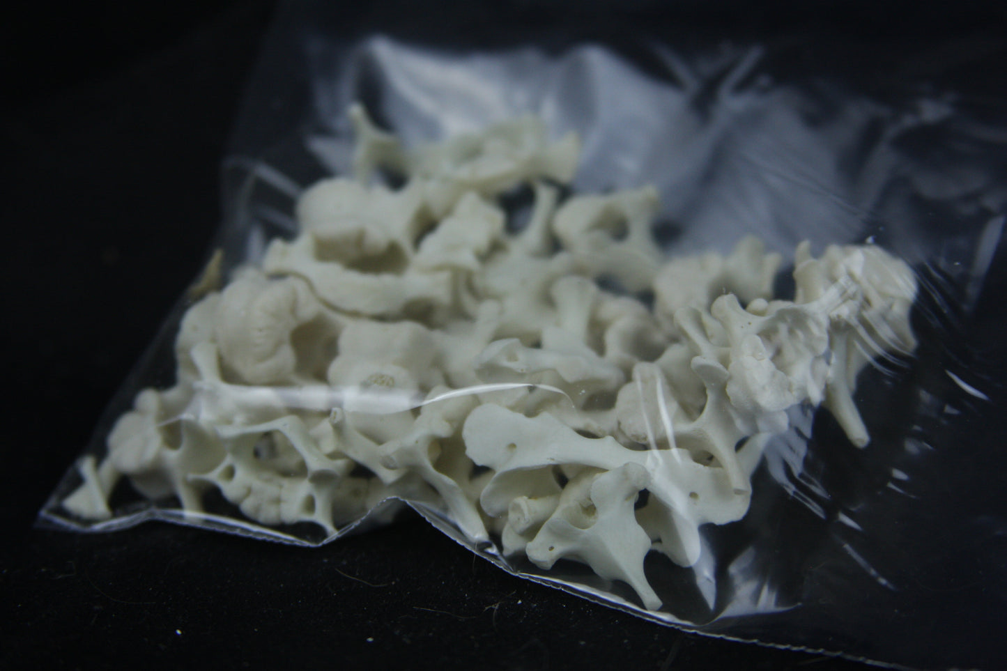 Disarticulated Juvenile Raccoon Skeleton