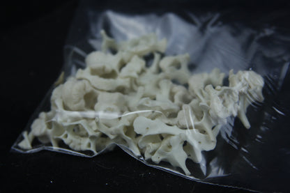 Disarticulated Juvenile Raccoon Skeleton