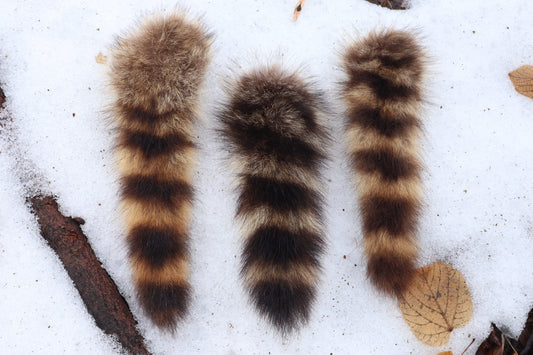 Raccoon Tail