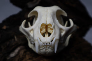 Bobcat Skull