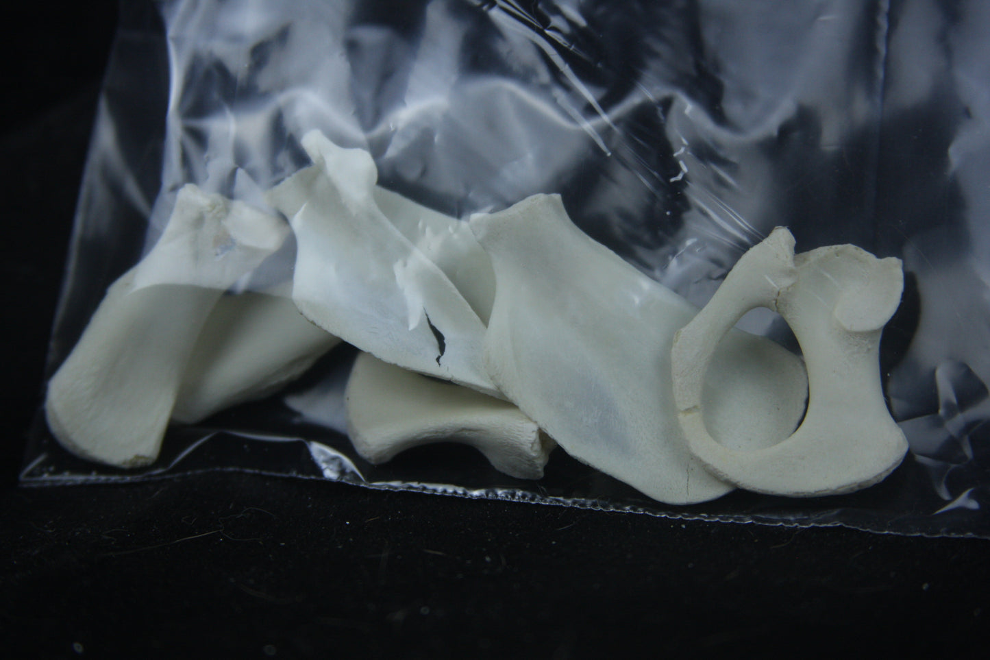 Disarticulated Juvenile Raccoon Skeleton