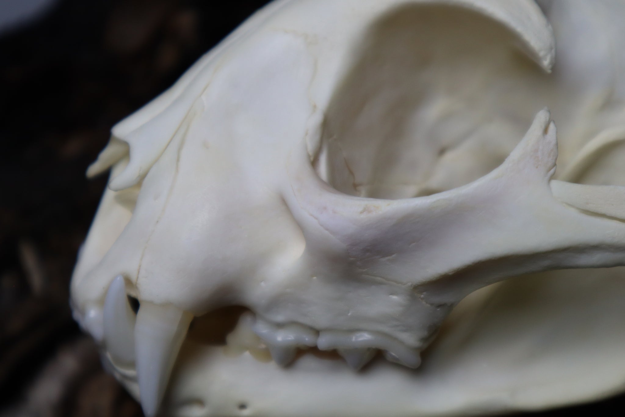 Bobcat Skull