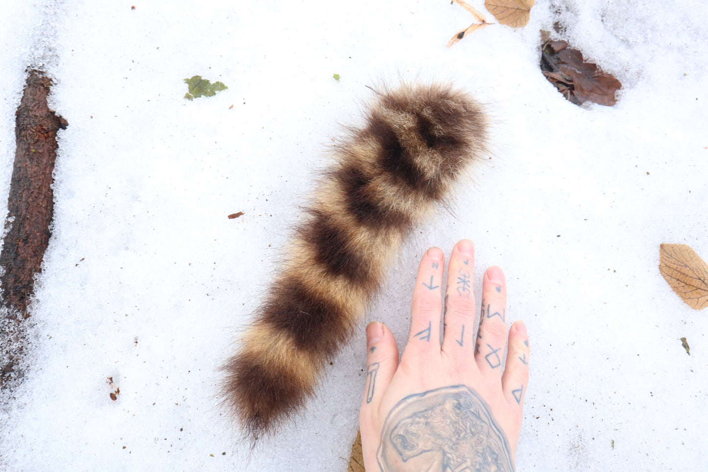 Raccoon Tail