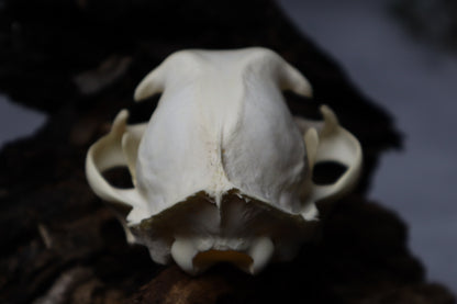 Bobcat Skull