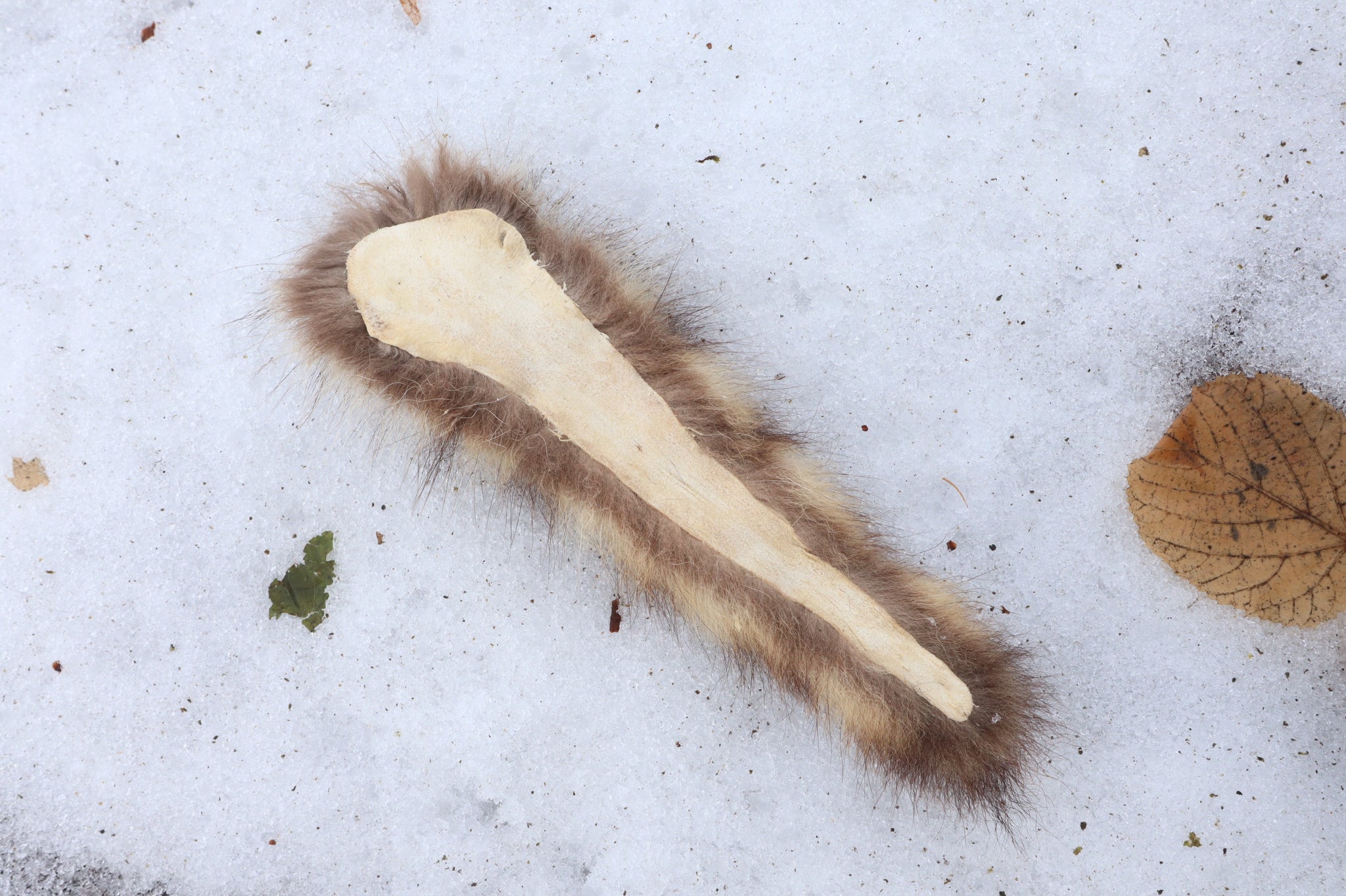 Raccoon Tail