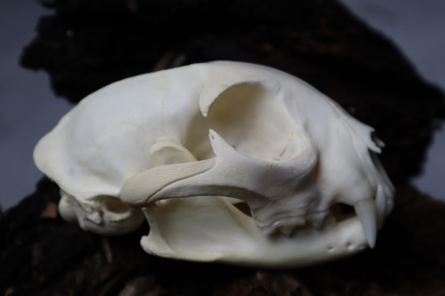 Bobcat Skull