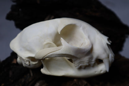 Bobcat Skull
