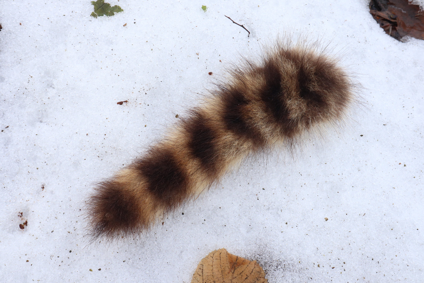 Raccoon Tail