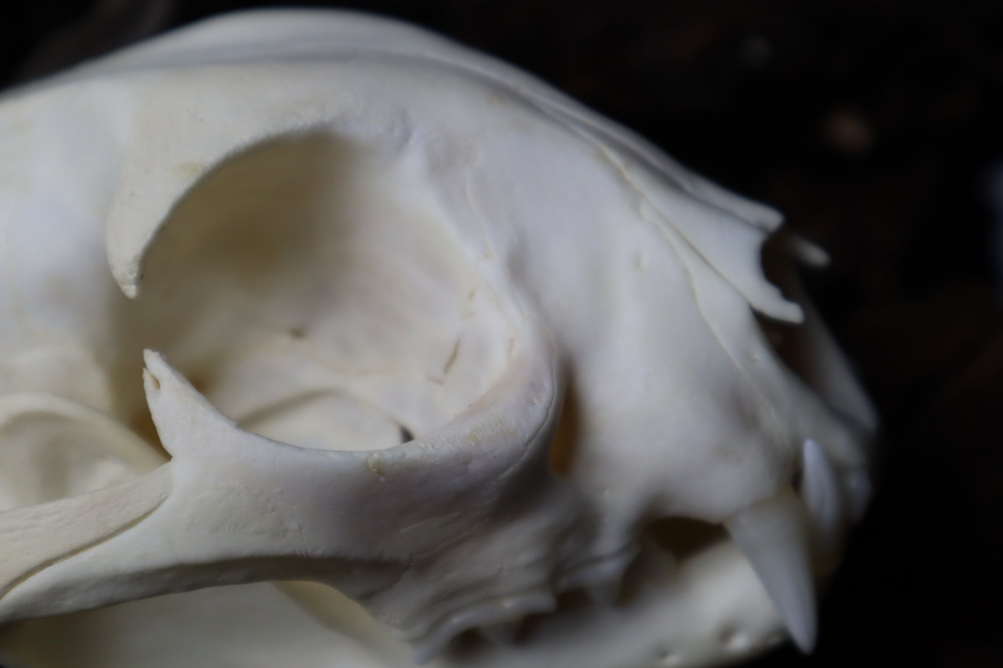 Bobcat Skull