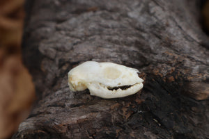 Baby Opossum Skull