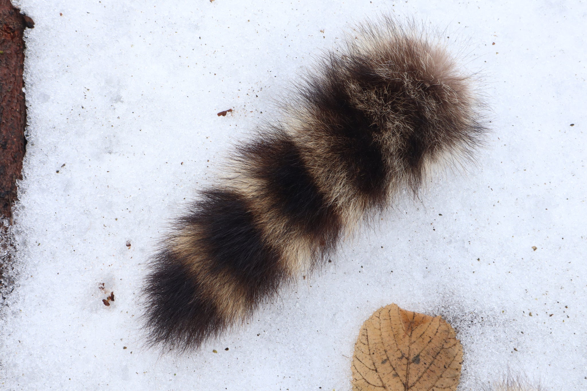 Raccoon Tail