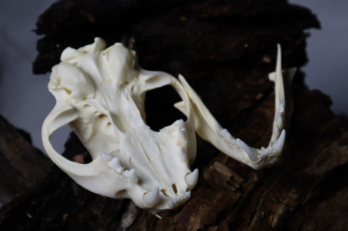 Bobcat Skull