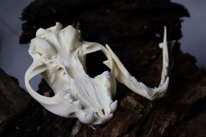 Bobcat Skull