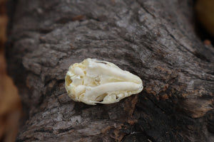 Baby Opossum Skull