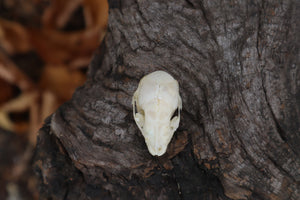 Baby Opossum Skull