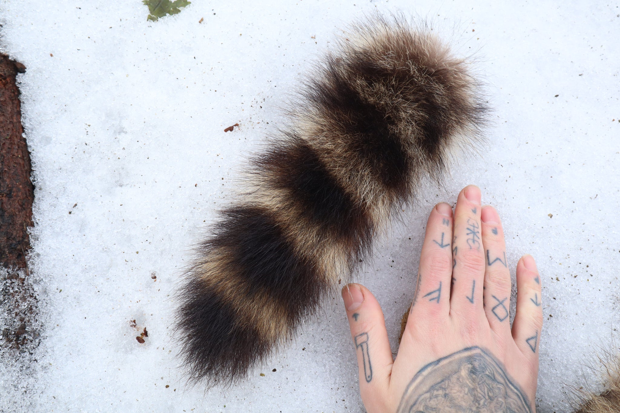 Raccoon Tail