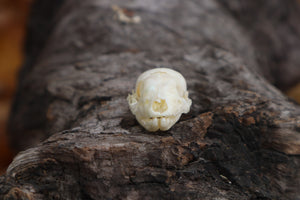 Baby Opossum Skull