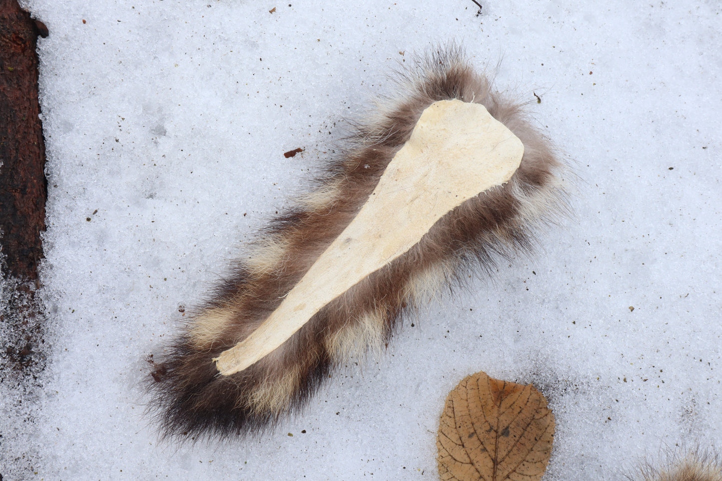 Raccoon Tail