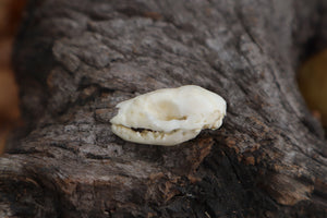 Baby Opossum Skull