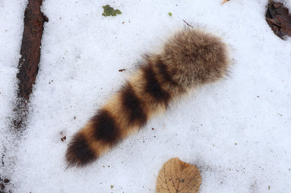 Raccoon Tail