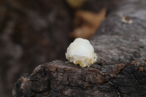 Baby Opossum Skull