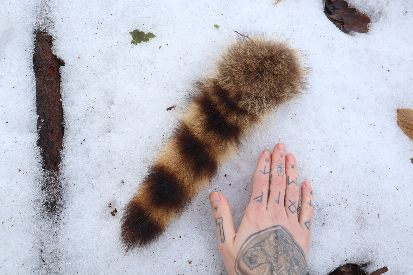 Raccoon Tail