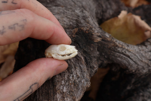 Baby Opossum Skull