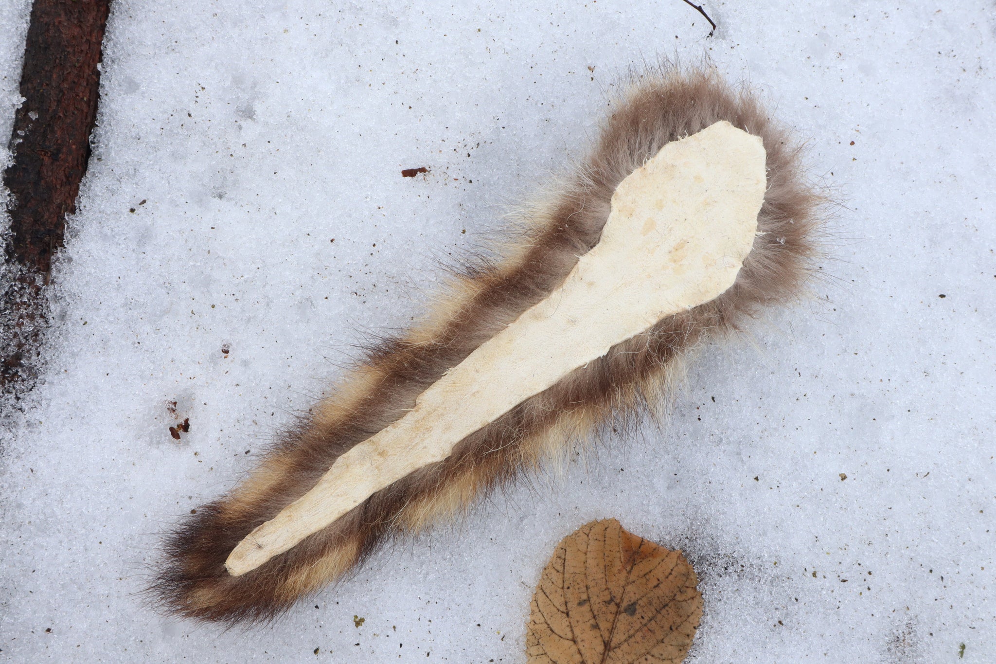 Raccoon Tail