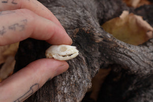 Baby Opossum Skull