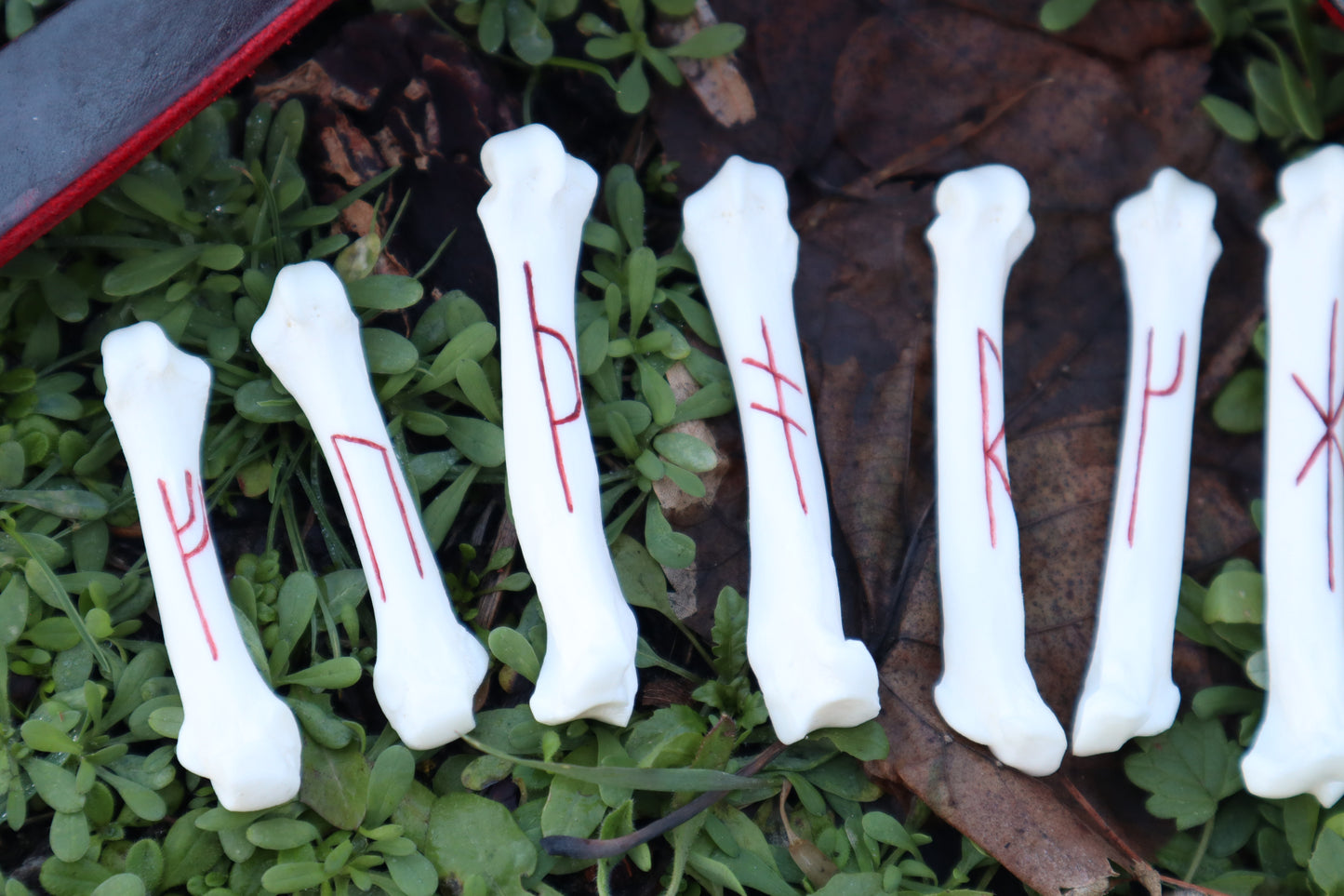 Mountain Lion Bone Younger Futhark Rune Set with Leather Case