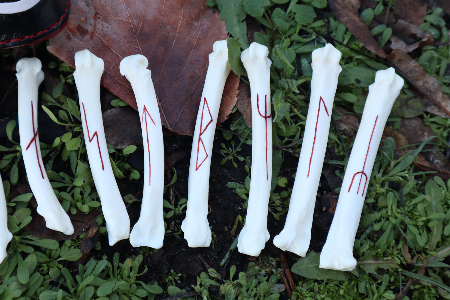 Mountain Lion Bone Younger Futhark Rune Set with Leather Case